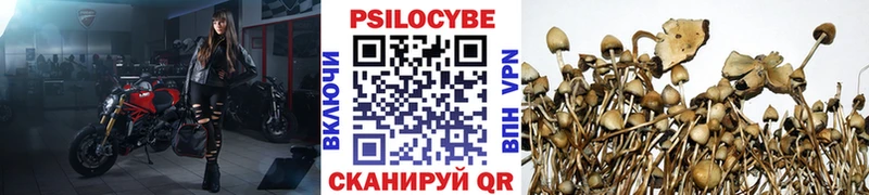 хочу наркоту  Петровск-Забайкальский  OMG рабочий сайт  Галлюциногенные грибы Psilocybine cubensis 